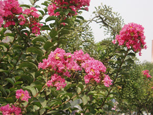 Chinese Lagerstroemia indica