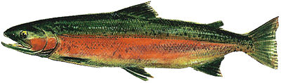 Drawing of freshwater spawning phase of male steelhead