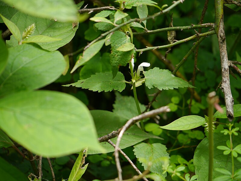 File:Lamium album (7788198928).jpg