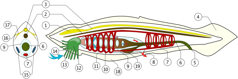 File:Lancetnikinside.png