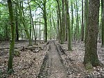 Landscape protection area Horstmanns Holz Melle - jungle file 1.jpg