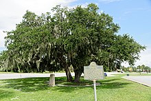 Sidney Lanier sat under this oak tree and was inspired to write the poem The Marshes of Glynn.