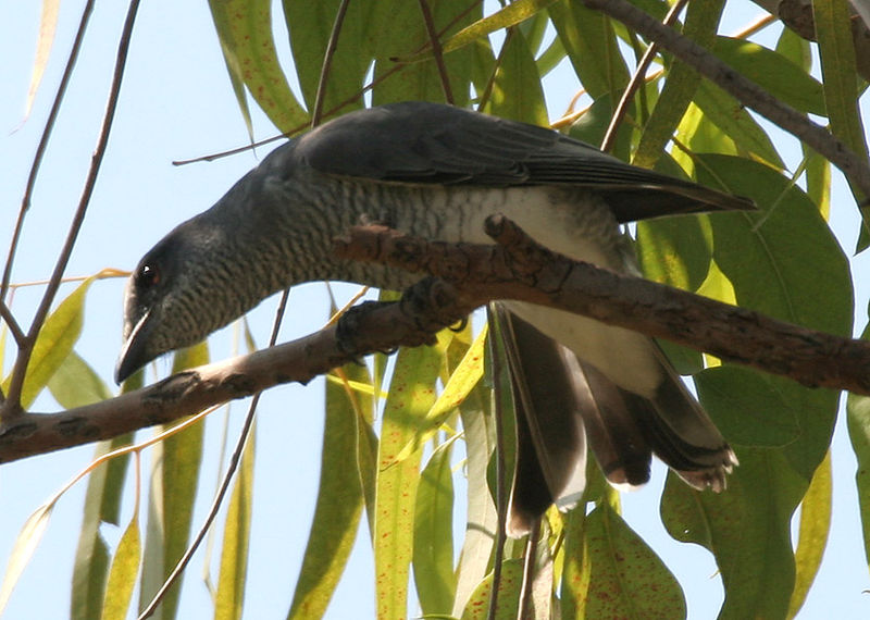 File:Large Cuckooshrike (Coracina macei) W IMG 4395.jpg