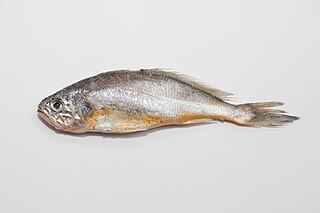 <i>Larimichthys polyactis</i> Species of fish