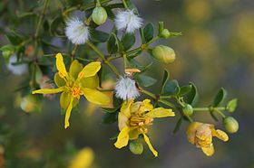 Larrea tridentata Furnace Creek.jpg