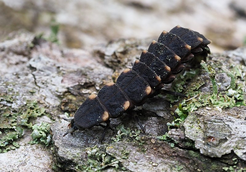 File:Larve d'un vers luisant (Lampyris noctiluca), Forêt de Soignes, Bruxelles (40916515533).jpg