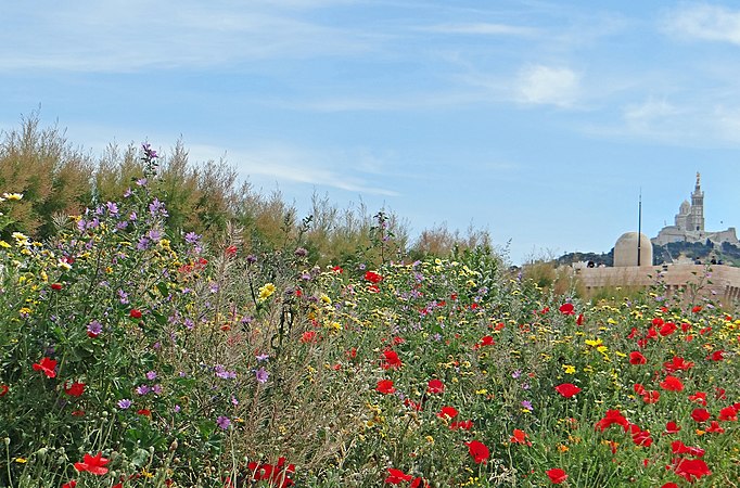 Le parcours ethnobotanique de la Méditerranée dans le fort Saint-Jean Au fond à droite, Notre-Dame-de-la-Garde