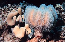 Alyonacea korala.