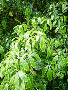 Lemonwood leaves.jpg