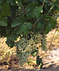 Len de l'El grape growing in the Gaillac region of France