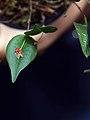 Lepanthes chiriquensis