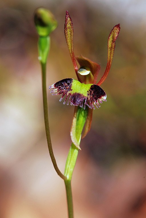 Leporella fimbriata - Hare orchid (4598849686)