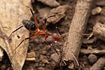 Thumbnail for Leptomyrmex cnemidatus