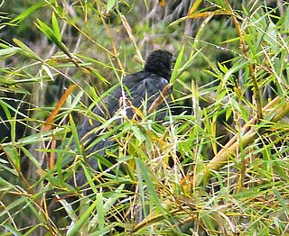 <span class="mw-page-title-main">Black-billed coucal</span> Species of bird