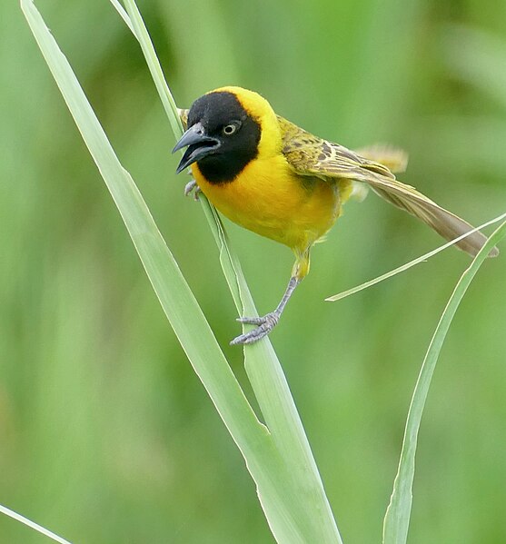 File:Lesser Masked Weaver (Ploceus intermedius) (51856210597).jpg