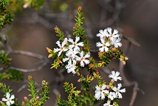 <i>Leucopogon gracillimus</i> Species of plant