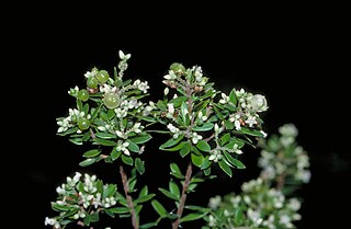 <i>Leucopogon yorkensis</i> Species of shrub