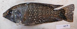 Oreochromis leucostictus