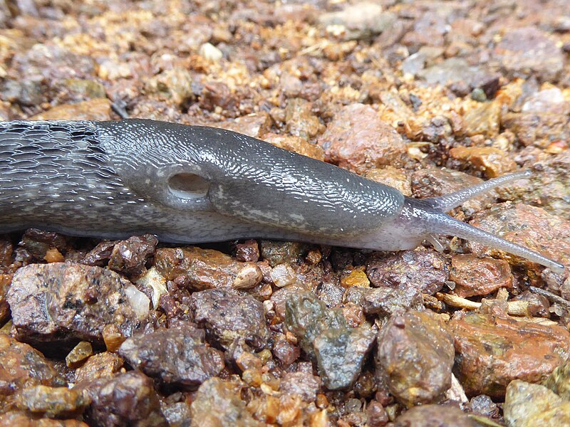 File:Limax cinereoniger Segonzano 02.jpg