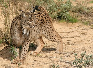 Iberian lynx Small wild cat