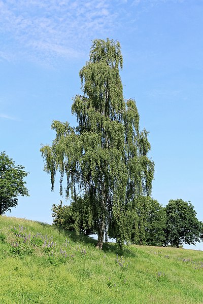 File:Lingen - Speicherbecken Geeste 10 ies.jpg