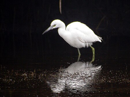 Tập_tin:Little_Blue_Heron_-_winter_plumage.jpg