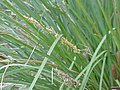 Lomandra filiformis