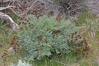 <i>Lomatium dissectum</i> Species of flowering plant