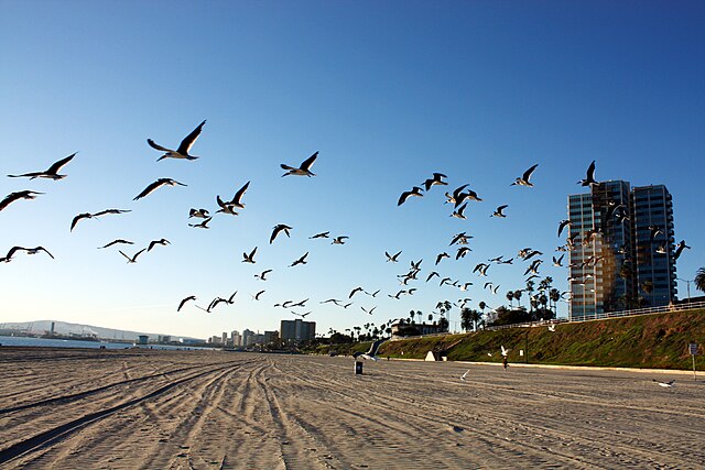 File:Long_Beach_California_Birds.JPG