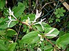 Lonicera japonica2.jpg