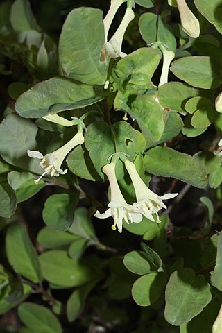 <i>Lonicera utahensis</i> Species of honeysuckle