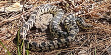 Louisiana pinesnake (Pituophis ruthveni), Louisiana, USA (2011) Louisiana pinesnake (Pituophis ruthveni), Louisiana, USA (13 April 2011).jpg