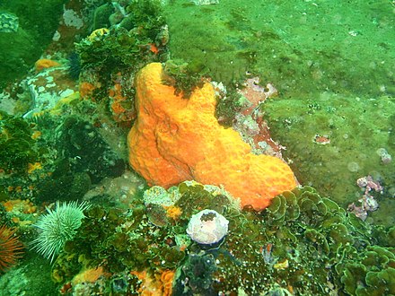 Low sandstone reef at Kalk Bay