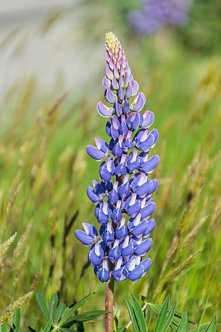 Lupinus polyphyllus in Canterbury Region, South Island of New Zealand