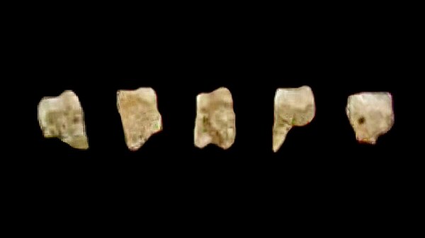 Five of the seven known fossil teeth of Homo luzonensis found in Callao Cave, the Philippines.