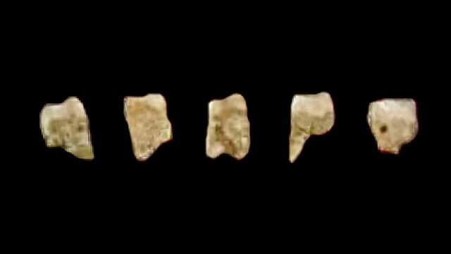 Five of the seven known fossil teeth of Homo luzonensis found in Callao Cave, the Philippines.