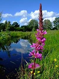 Lythrum salicaria 1a.jpg