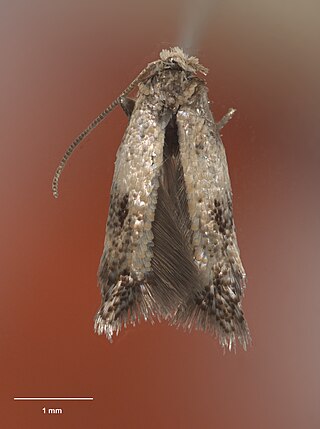 <i>Stigmella watti</i> Species of moth