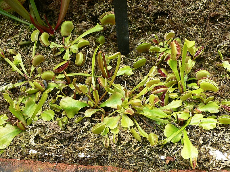 File:MP - Dionaea muscipula 2.jpg