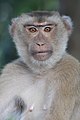 Macaca fascicularis looking at the observer front view at bust length.jpg