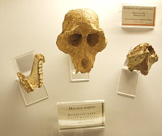 <i>Macaca majori</i> Extinct species of monkey