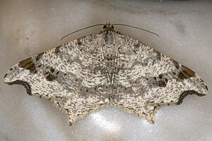 Macaria alternata, Lodz (Poland) 01 (js) .jpg