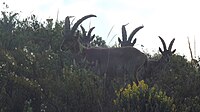 Cabra montés