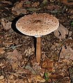 * Nomination Parasol mushroom (2) -- George Chernilevsky 22:12, 15 November 2018 (UTC) * Promotion  Support Good quality. --Vengolis 01:26, 16 November 2018 (UTC)