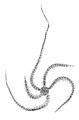 Macrophiothrix callizona - Plate 24 (Clark, 1938) (cropped).jpg