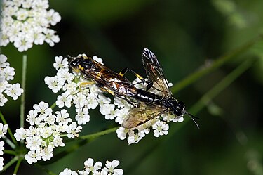 Mating couple: the female to the left, the male to the right with the wings spread out Macrophya montana fg01.JPG