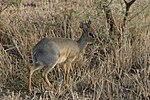 Vorschaubild für Cavendish-Dikdik