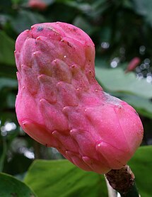 Magnolia acuminata maturing fruit.jpg