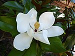 Thumbnail for File:Magnolia grandiflora Piazzo.jpg
