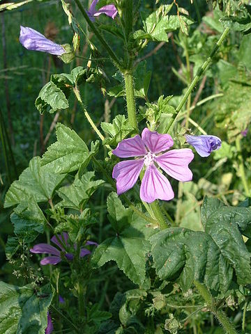 Malva